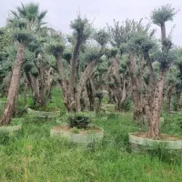 حراج نهال زیتون|خدمات باغبانی و درختکاری|قشم, |دیوار