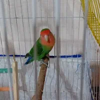 طوطی برزیلی نر و ماده