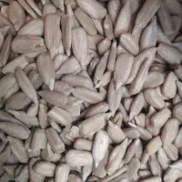 مغز تخمه افتابگردان