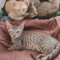 گربه خونگی