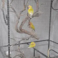 طوطی برزیلی