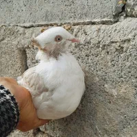 ماده دمب سوسنی|پرنده|رونیز, |دیوار