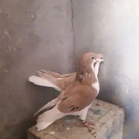 کبوتر سده هفرنگ و طوقی زرد خالدار و دوتا نرگسی|پرنده|سبزوار, قصبه غربی|دیوار