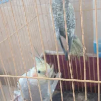 عروس هلندی