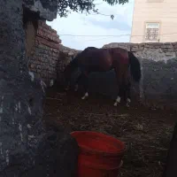 اسب|اسب و تجهیزات اسب‌سواری|ساوه, |دیوار