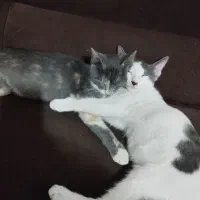 واگزاری رایگان|گربه|لاهیجان, گلستان|دیوار