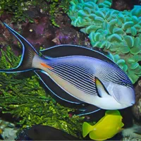 جراح دم قیچی(ماهی اب شور)