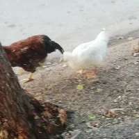 حیوانات مزرعه.|حیوانات مزرعه|خرمشهر, |دیوار