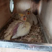 جوجه عروس هلندی|پرنده|ماکو, |دیوار