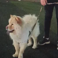 چاو چاو|سگ|واجارگاه, |دیوار