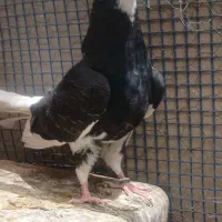 معاوضه کبوتر