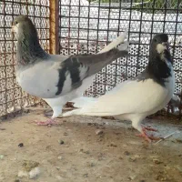 کفتر شهری سبز
