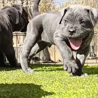 کنکورسوحرفه ای ماستیف ایتالیایی