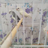 طوطی کوتوله|پرنده|شیروان (خراسان), |دیوار