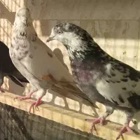 کفتر خوش خال و پرشی 250
