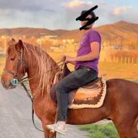 اسب کرد پر خون و اصیل