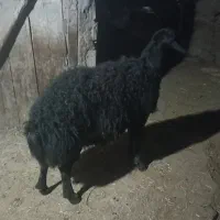 دو راس گوچ قره قیزیل|حیوانات مزرعه|ترکمانچای, |دیوار