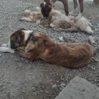 سگ ۵ماهه گوسفندی قیمت جفت ۱۵ میلیون هر دو نر هستند