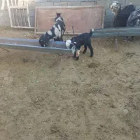 میش‌بز‌فروشی