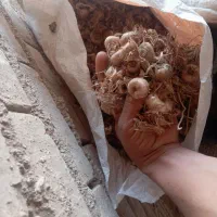 پیاز زعفران
