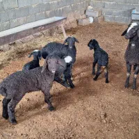 میش جوان|حیوانات مزرعه|طرقبه, |دیوار