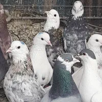 کبوتر پرشی تیر ماهی ومایه کفتر