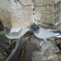 باشلی|پرنده|آذرشهر, |دیوار