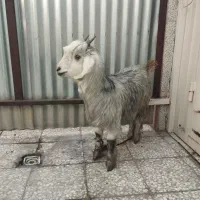 بزغاله ماده