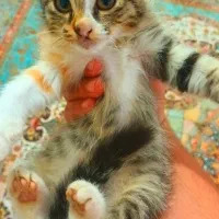 گربه نژاد DSH