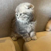 گربه های اسکاتیش نژاد|گربه|تهران, سازمان برنامه جنوبی|دیوار