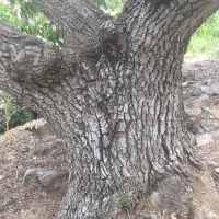 چوب گردو|خدمات باغبانی و درختکاری|پاوه, |دیوار