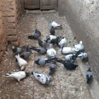 کبوتر|پرنده|منجیل, |دیوار