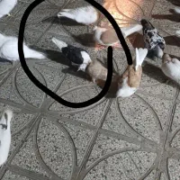 کفتر