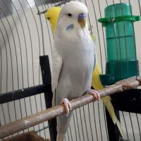 مرغ عشق انگلیسی معاوضه با قناری|پرنده|تهران, سهروردی|دیوار