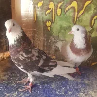 کفتر