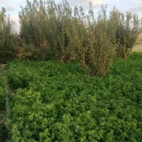 زمین-کشاورزی-3000-متری