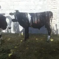 فروش مال