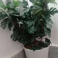 درختچه های زیبا|گل مصنوعی|بروجرد, |دیوار