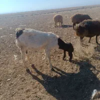 بز نژاد دار|حیوانات مزرعه|بوژگان, |دیوار