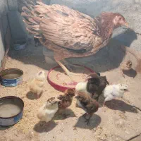 مرغ با جوجه ذات دار2/500|حیوانات مزرعه|تخت, |دیوار