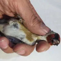 سهره حلب دار|پرنده|همدان, |دیوار