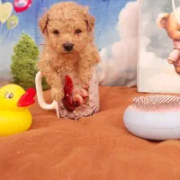 سگ توله پودل سایز خیلی ریز