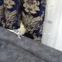 عروس هلندی نر|پرنده|چاف و چمخاله, |دیوار