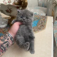 بچه گربه برتیش بلو