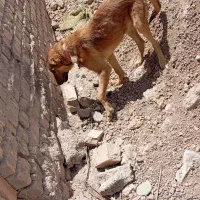 سگ سرابی