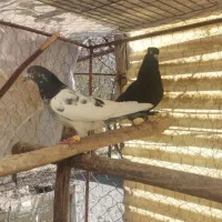 کبوتر معاوضه یا فروش  عروس هلندی نر