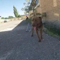 سگ گم شده|حیوانات|زنجان, |دیوار