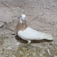 کفتر|پرنده|شیروان (خراسان), |دیوار