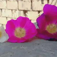 مدل جهت لیزر موهای زائد