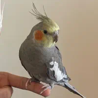 عروس هلندی نر